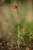 genus Papaver. Цветущее растение. Ростовская обл., Каменский р-н, окр. станицы Калитвенская, каменистый степной склон. 01.05.2022.