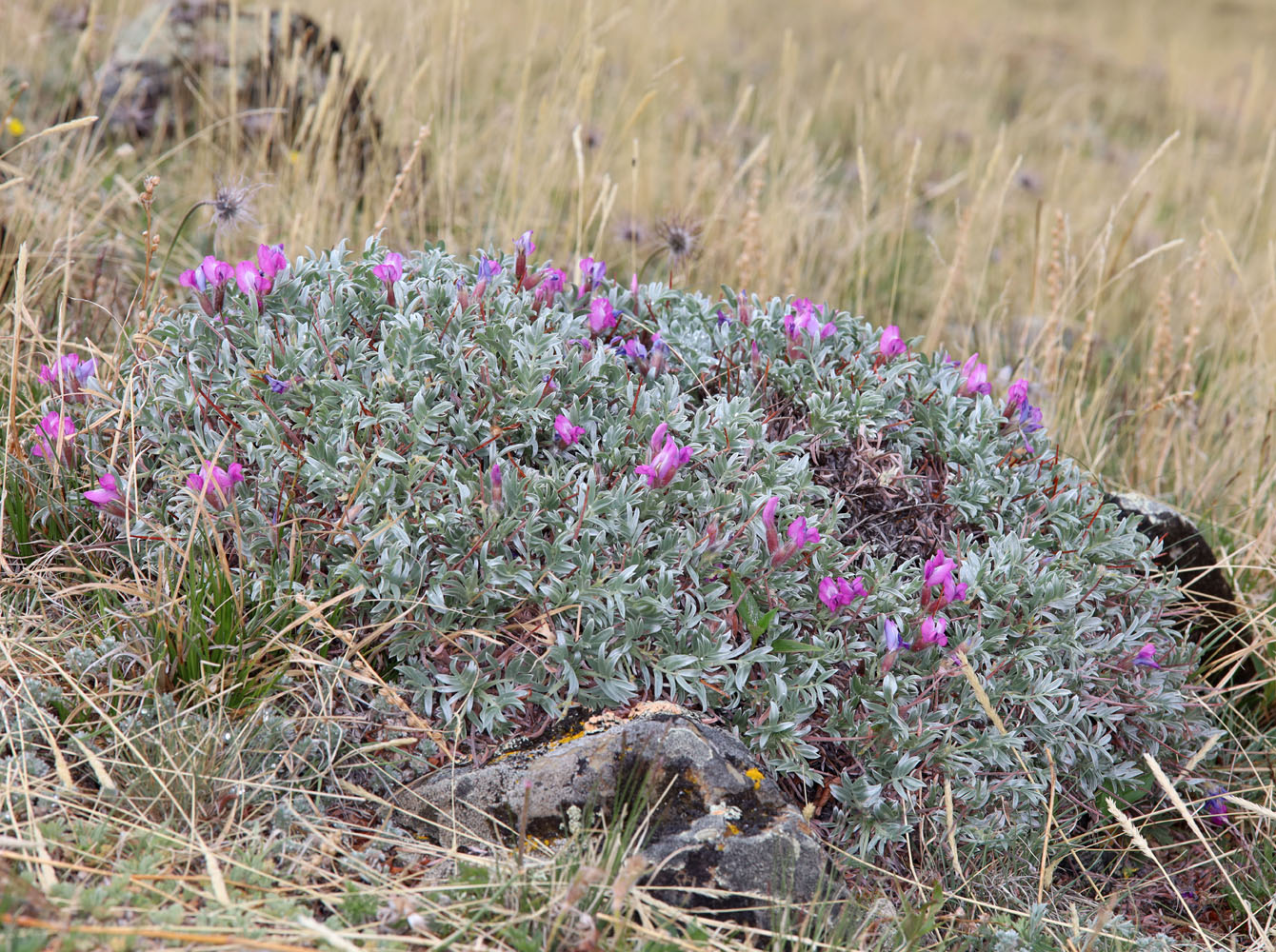 Изображение особи Oxytropis tragacanthoides.