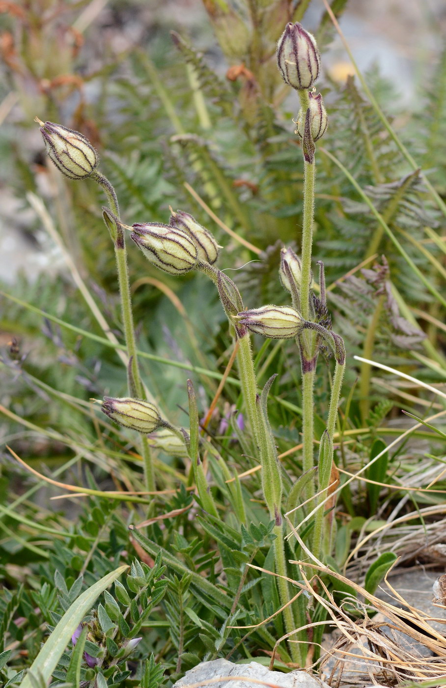 Image of Gastrolychnis gonosperma specimen.