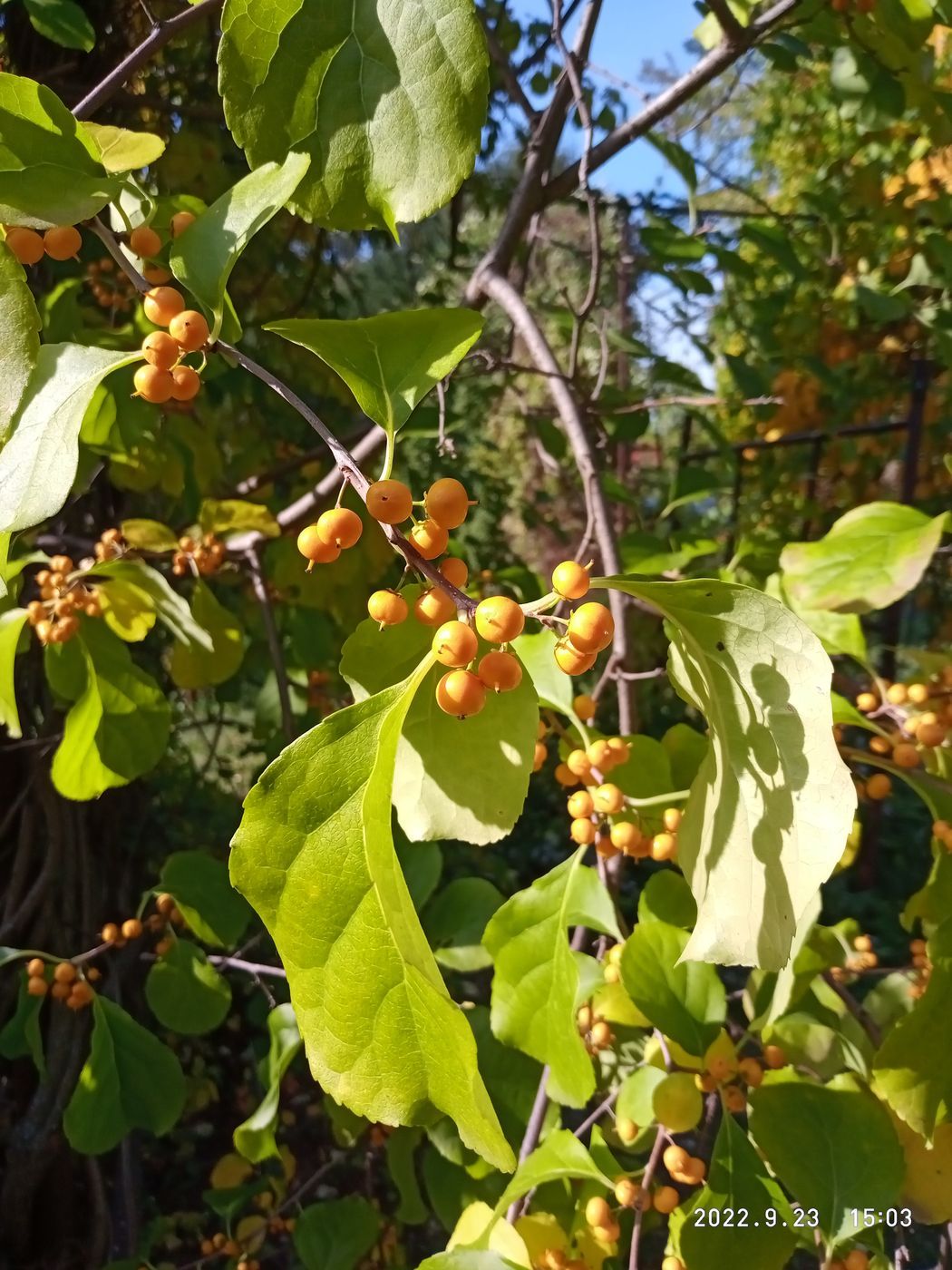 Изображение особи Celastrus orbiculata.