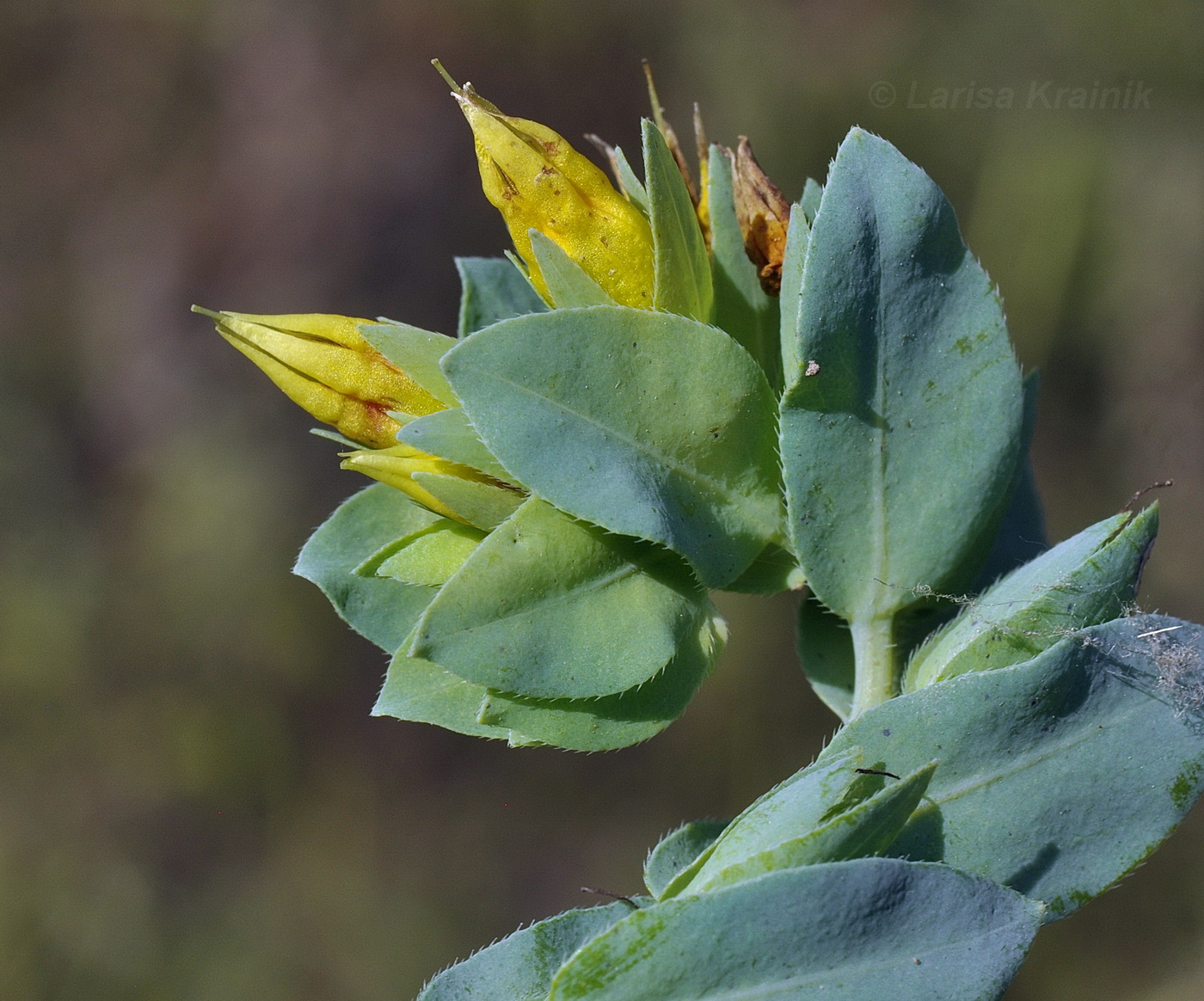 Изображение особи Cerinthe minor.