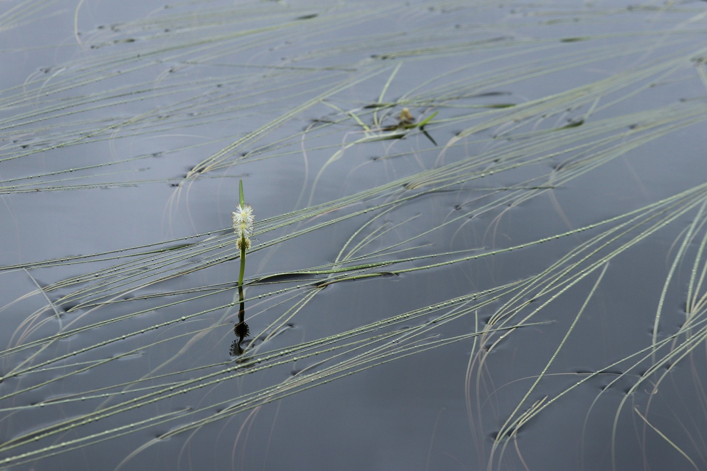 Image of Sparganium angustifolium specimen.