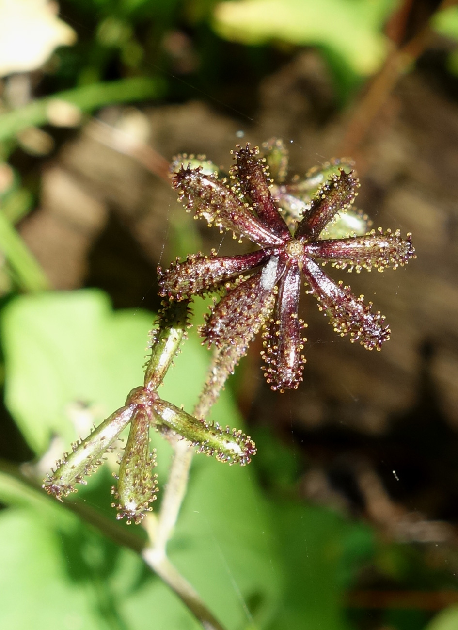 Изображение особи Adenocaulon adhaerescens.