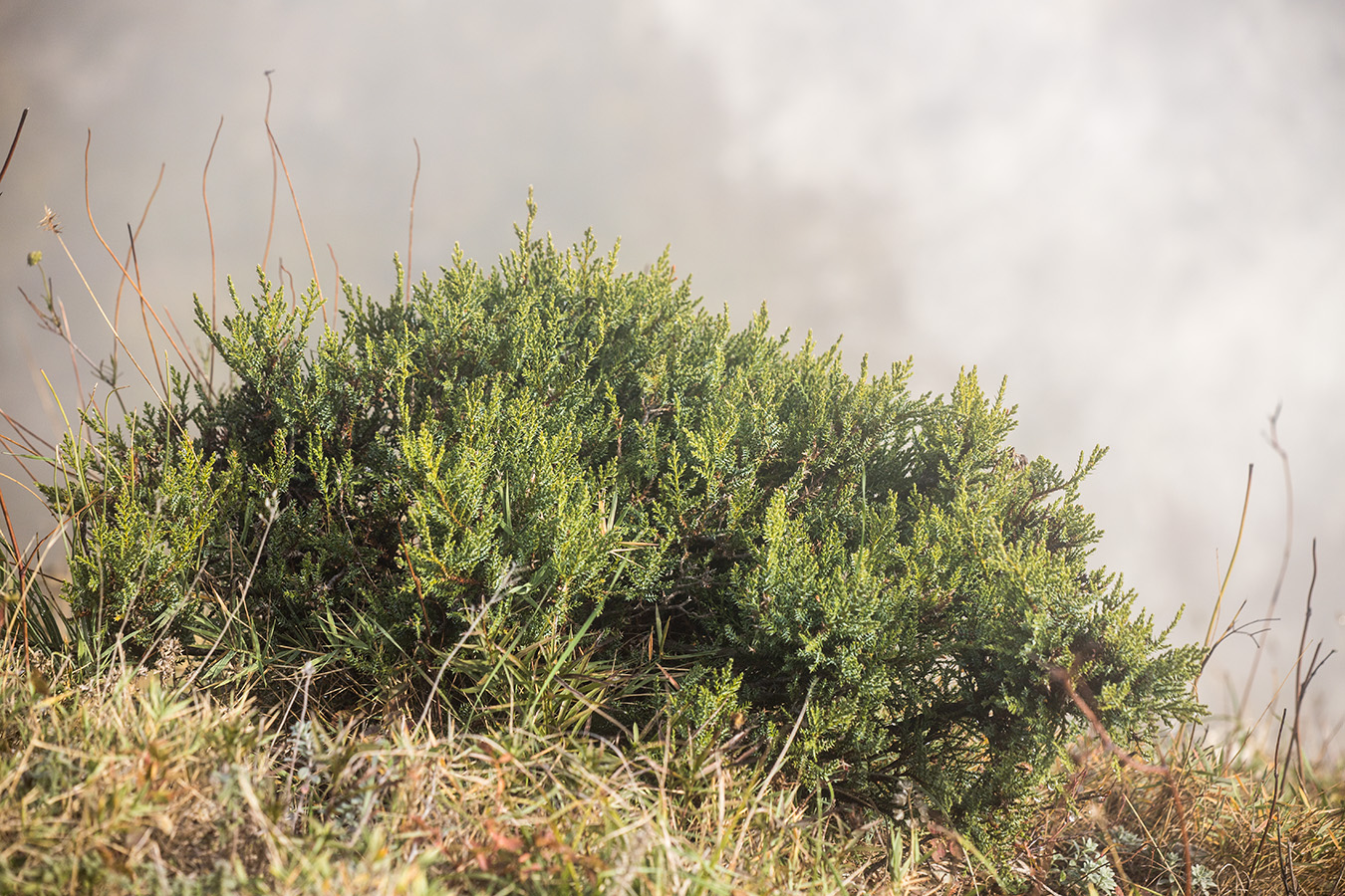 Image of Juniperus foetidissima specimen.