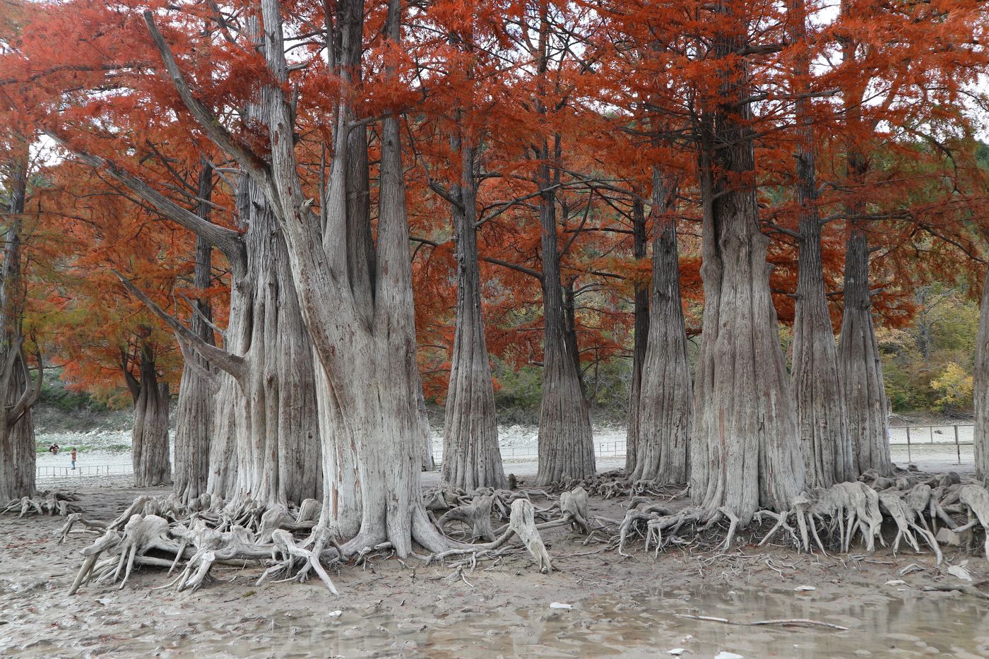 Изображение особи Taxodium distichum.