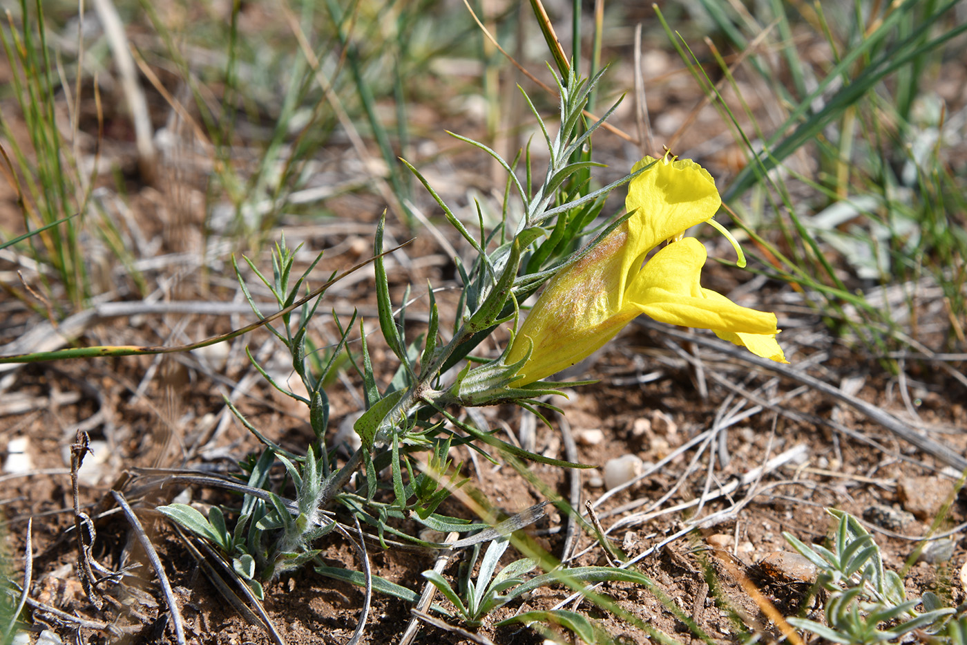 Image of Cymbaria daurica specimen.