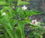 Capsicum annuum. Цветки и листья. Болгария, Бургасская обл., село Оризаре, в культуре. 14.09.2021.