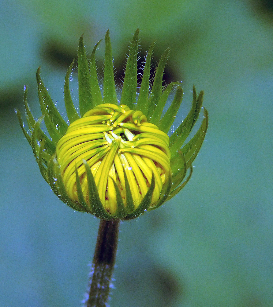 Изображение особи Doronicum orientale.