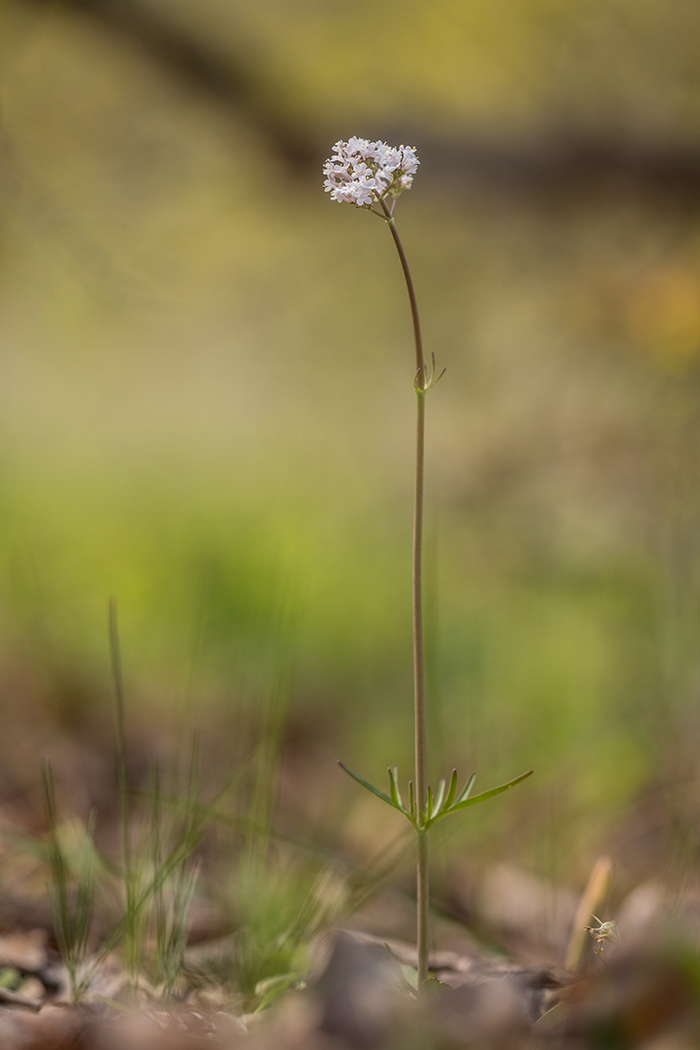 Image of Valeriana tuberosa specimen.