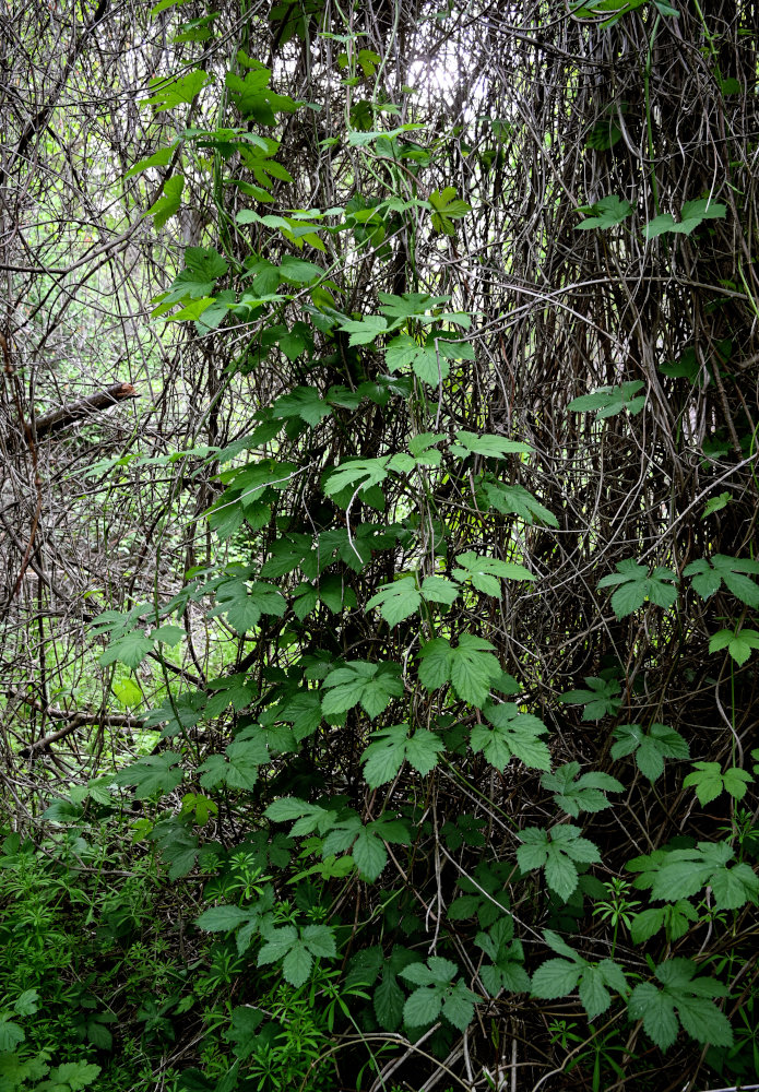 Image of Humulus lupulus specimen.