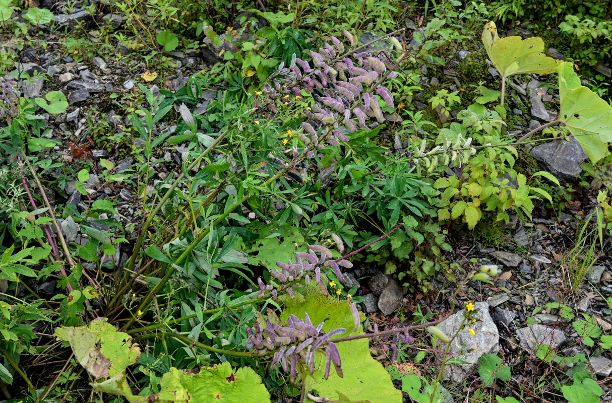 Изображение особи Lupinus polyphyllus.