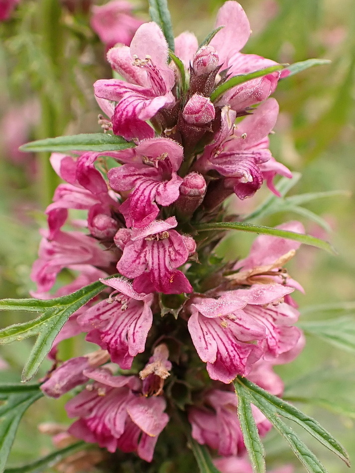 Изображение особи Leonurus japonicus.