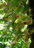 Polypodium cambricum