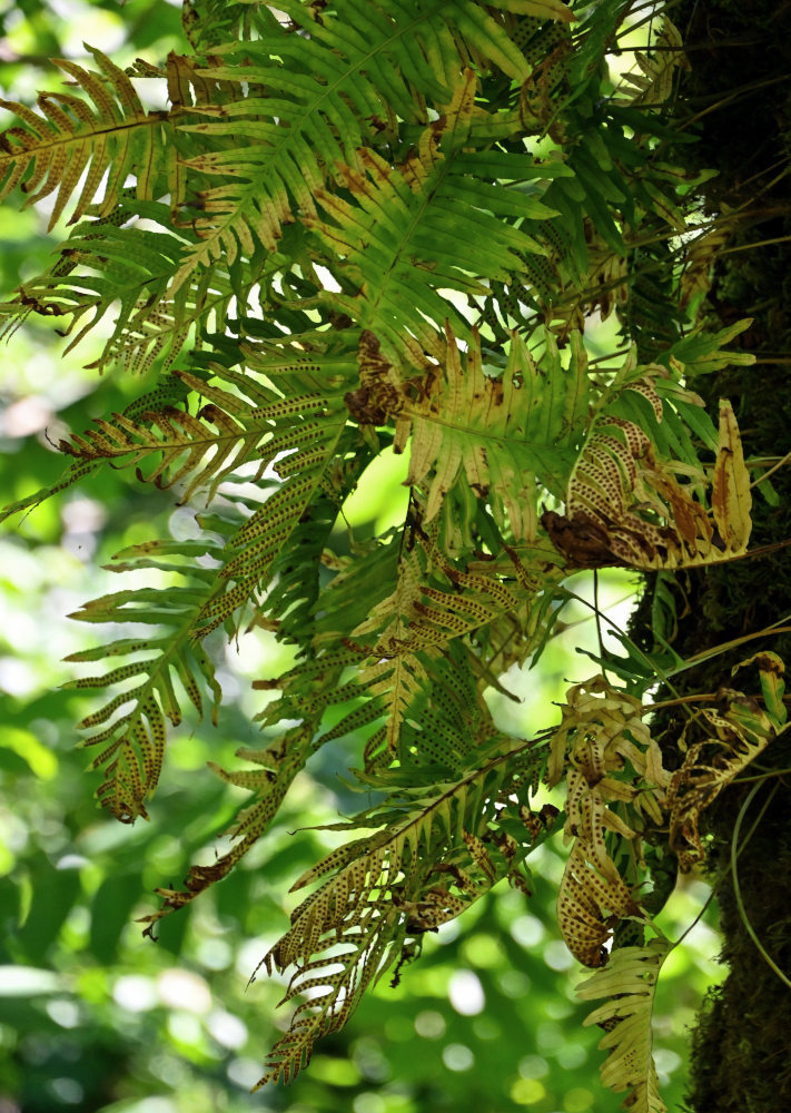 Image of Polypodium cambricum specimen.