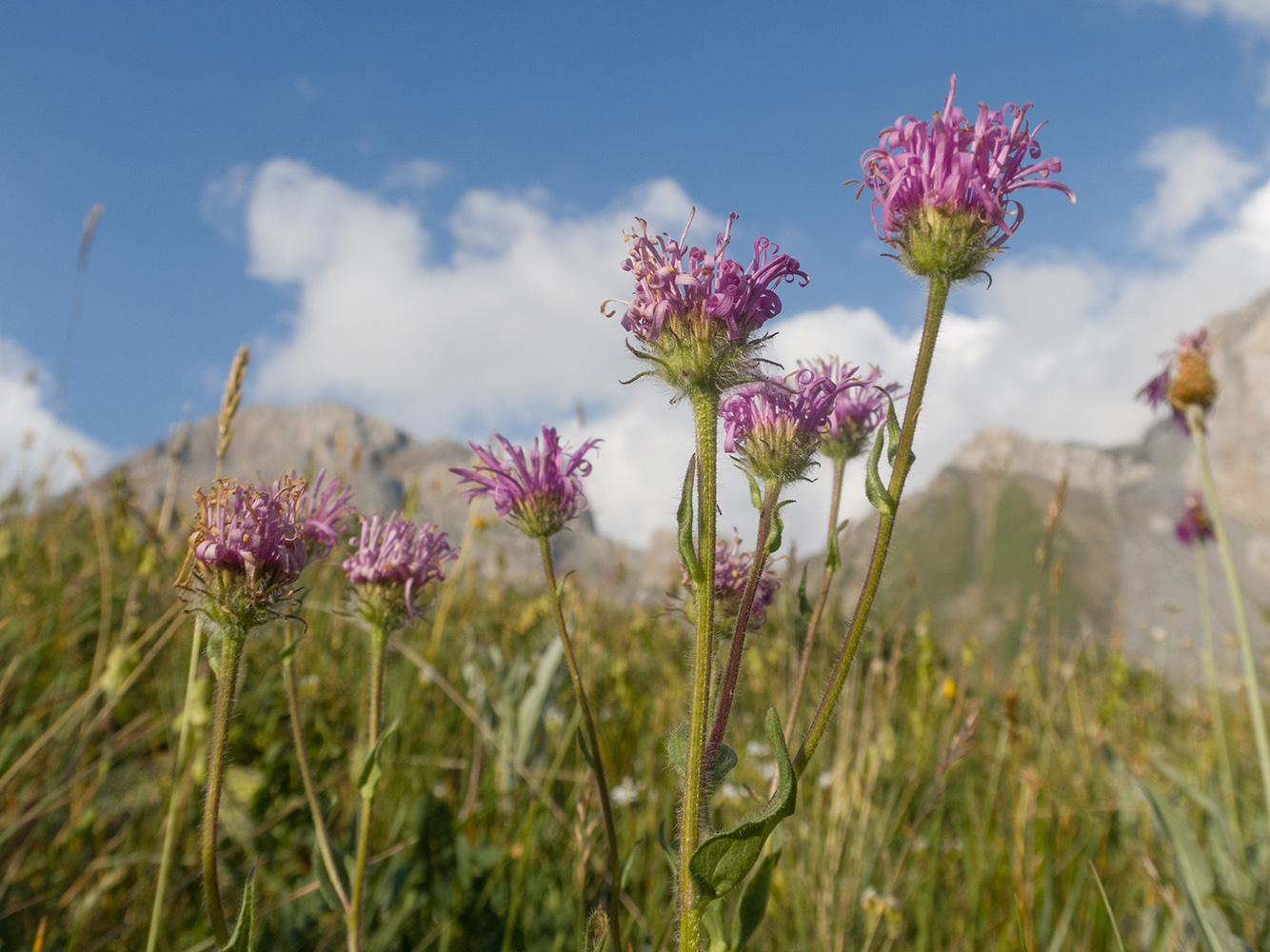 Image of Erigeron venustus specimen.