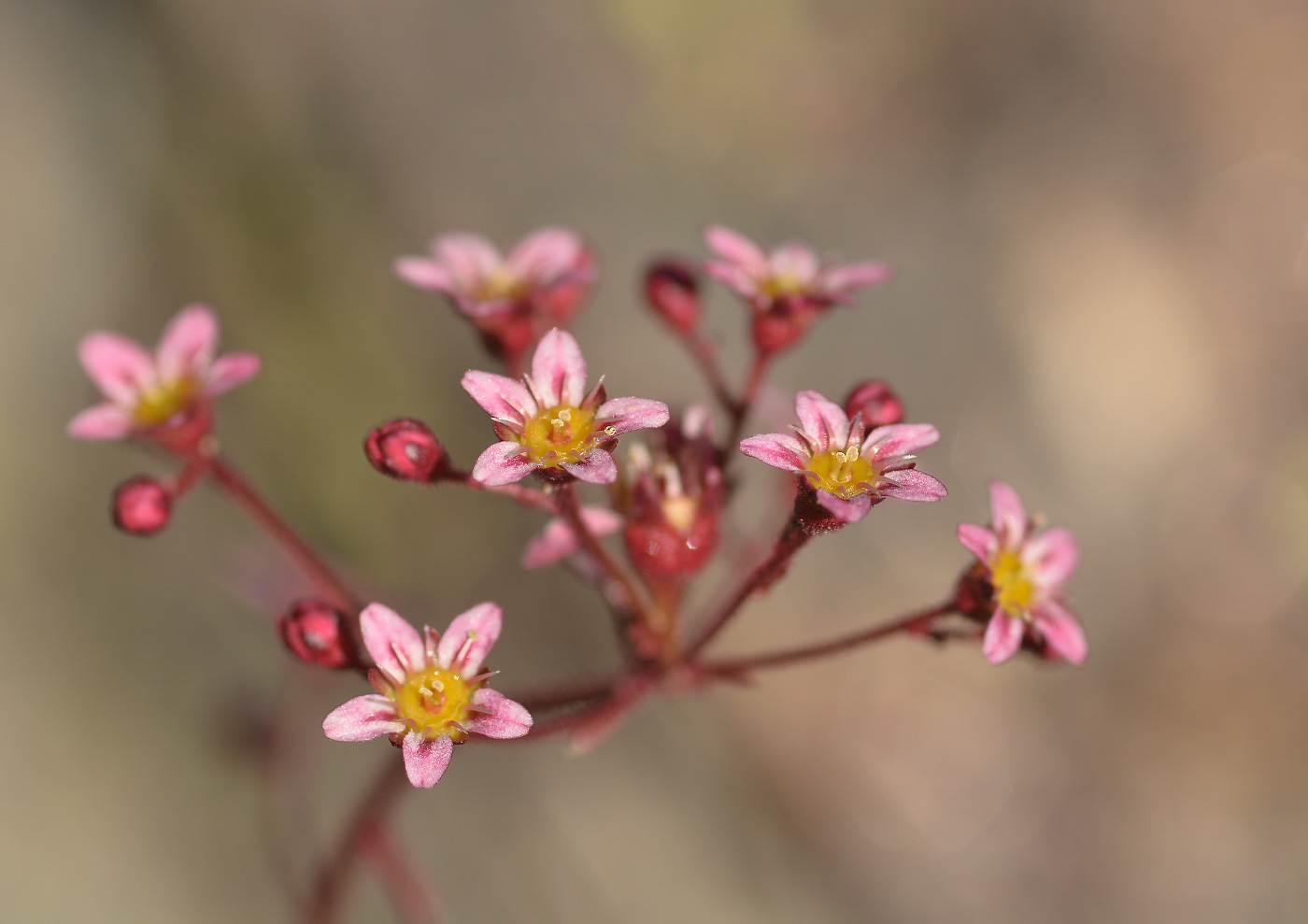 Image of Saxifraga kolenatiana specimen.