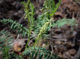 Astragalus falcatus. Верхушка цветущего растения. Пермский край, Кунгурский р-н, окр. дер. Дейково, окр. ур. Греховская гора, сосновый бор. 04.06.2023.