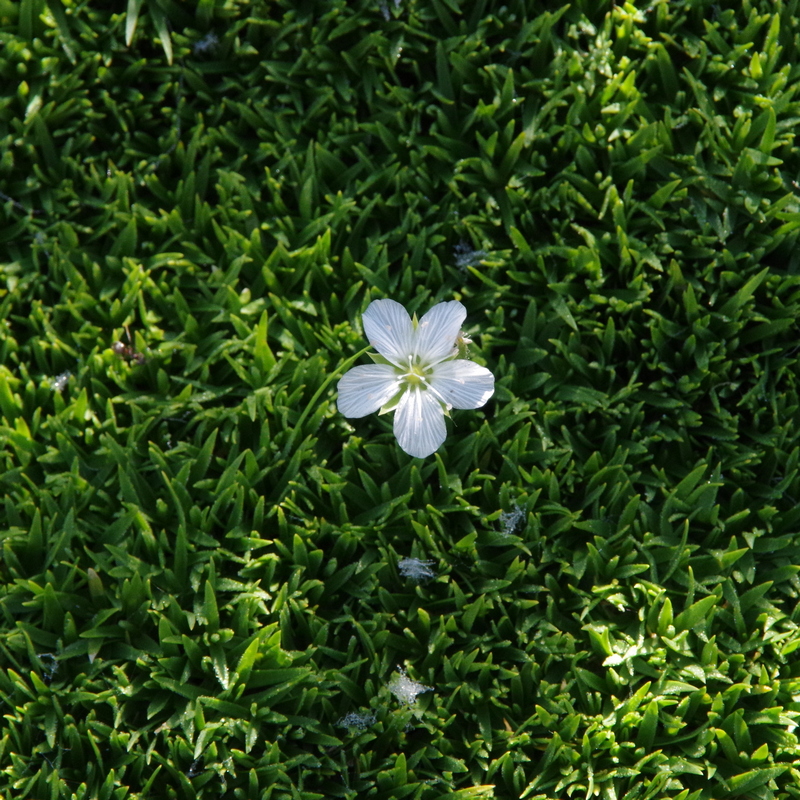 Изображение особи Minuartia macrocarpa.