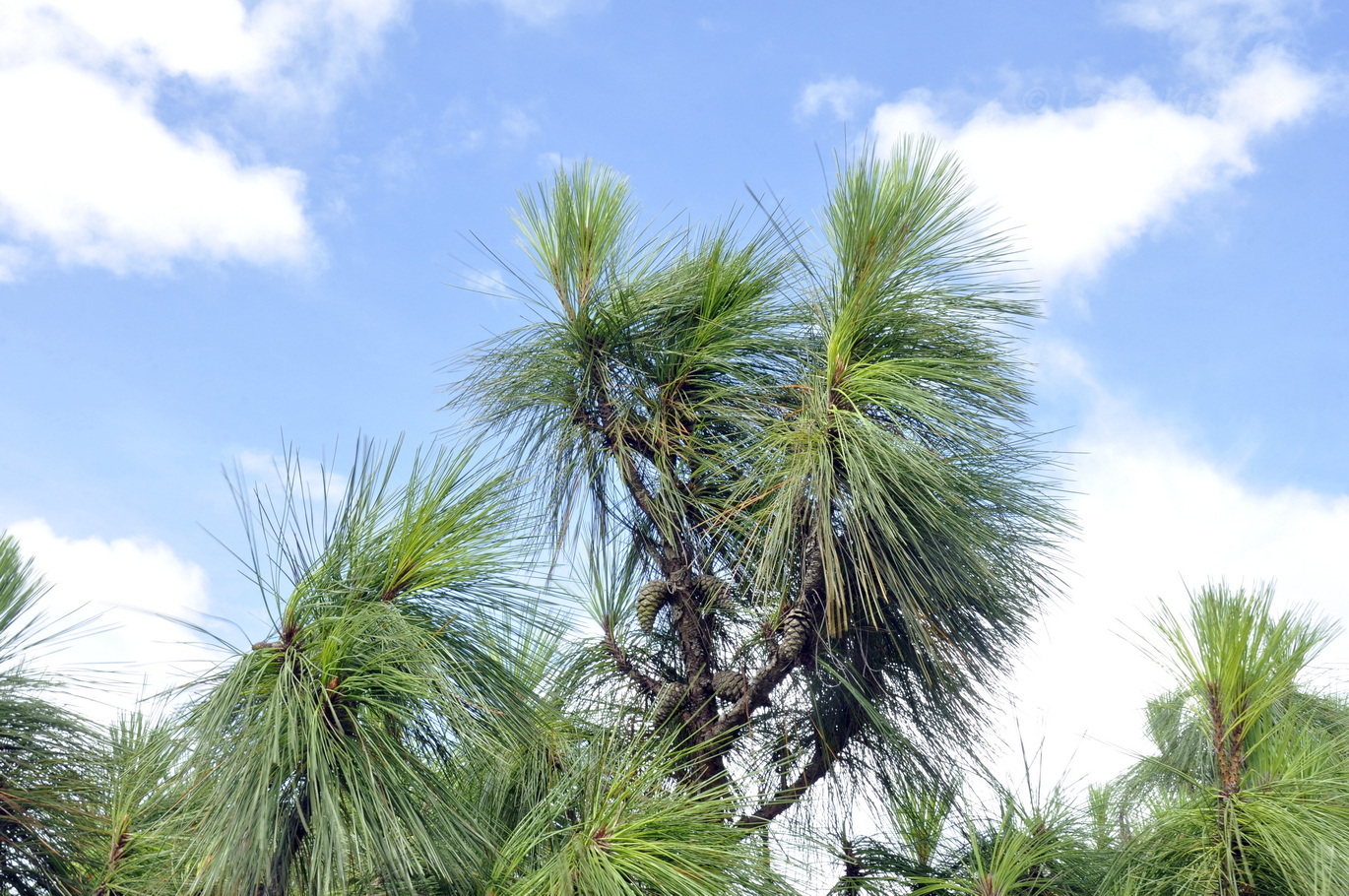 Image of genus Pinus specimen.