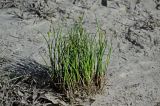 genus Juncus. Расцветающие растения. Чечня, Веденский р-н, берег оз. Кезенойам, ≈ 1800 м н.у.м., в воде у берега. 26.07.2022.