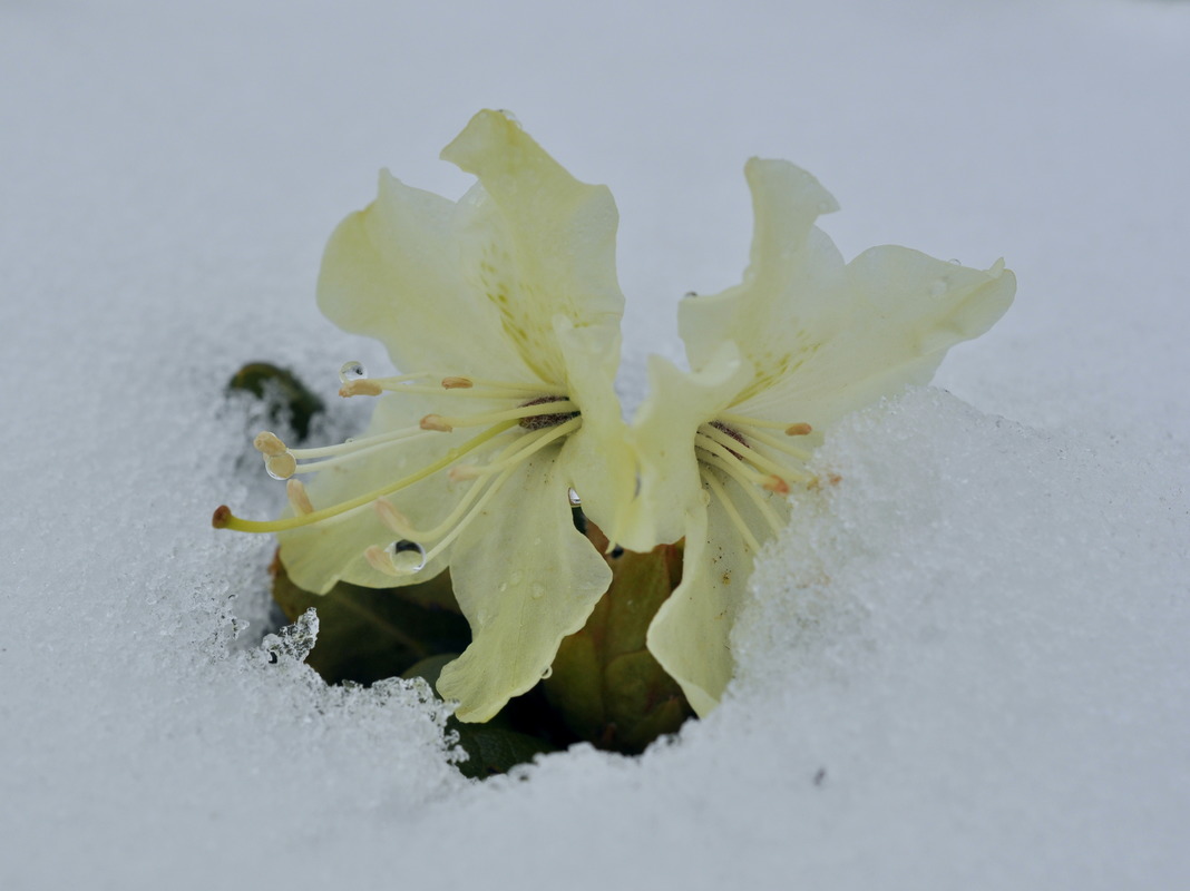 Image of Rhododendron aureum specimen.