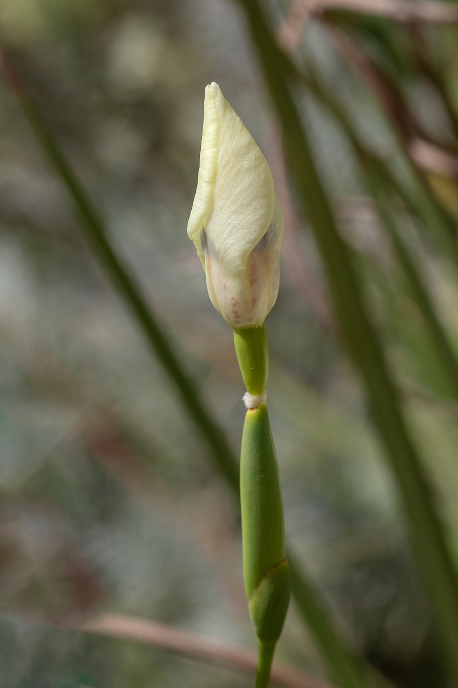 Изображение особи Dietes bicolor.