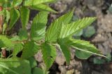 Filipendula ulmaria subspecies denudata