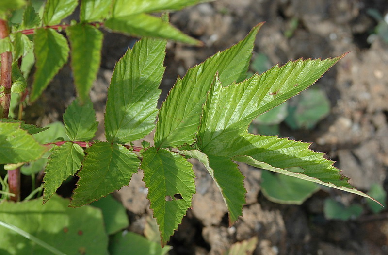 Image of Filipendula ulmaria ssp. denudata specimen.