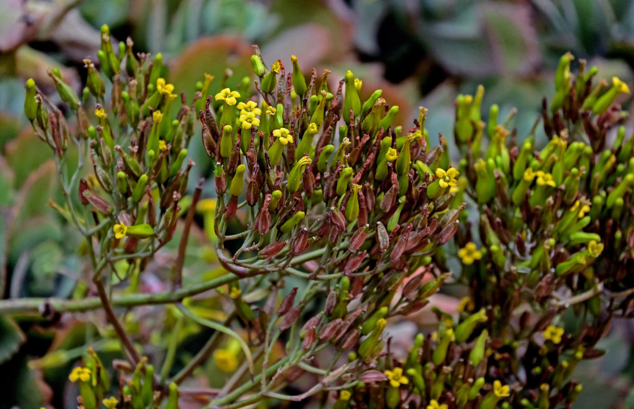 Изображение особи род Kalanchoe.