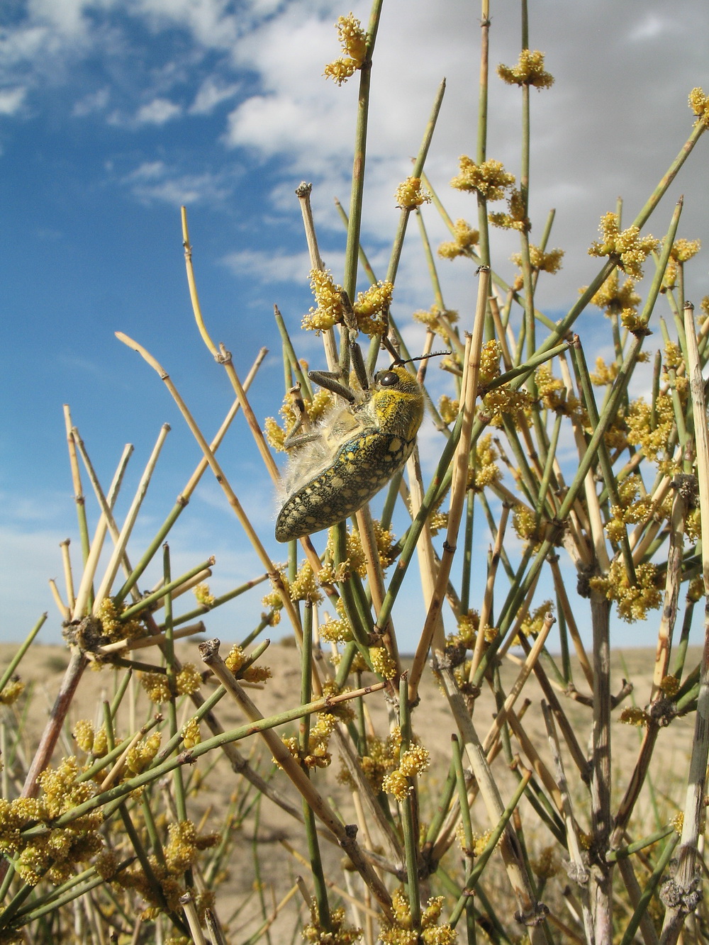 Image of genus Ephedra specimen.