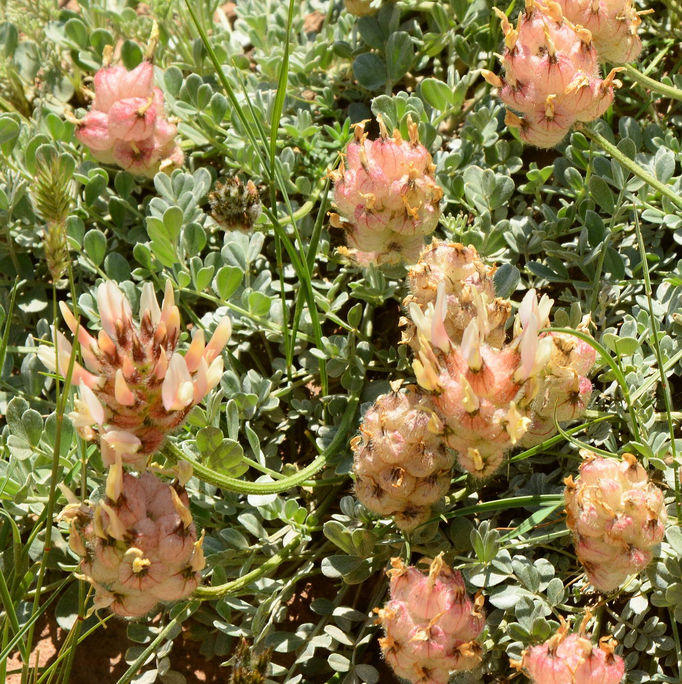 Image of genus Astragalus specimen.