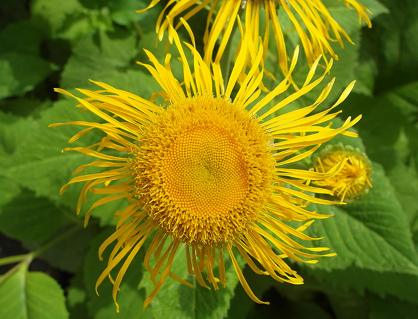 Image of Telekia speciosa specimen.