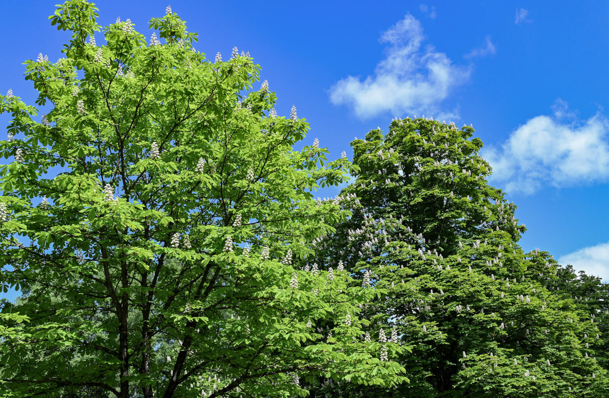 Изображение особи Aesculus hippocastanum.