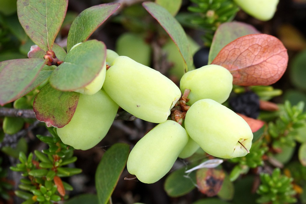 Изображение особи Vaccinium uliginosum ssp. microphyllum.