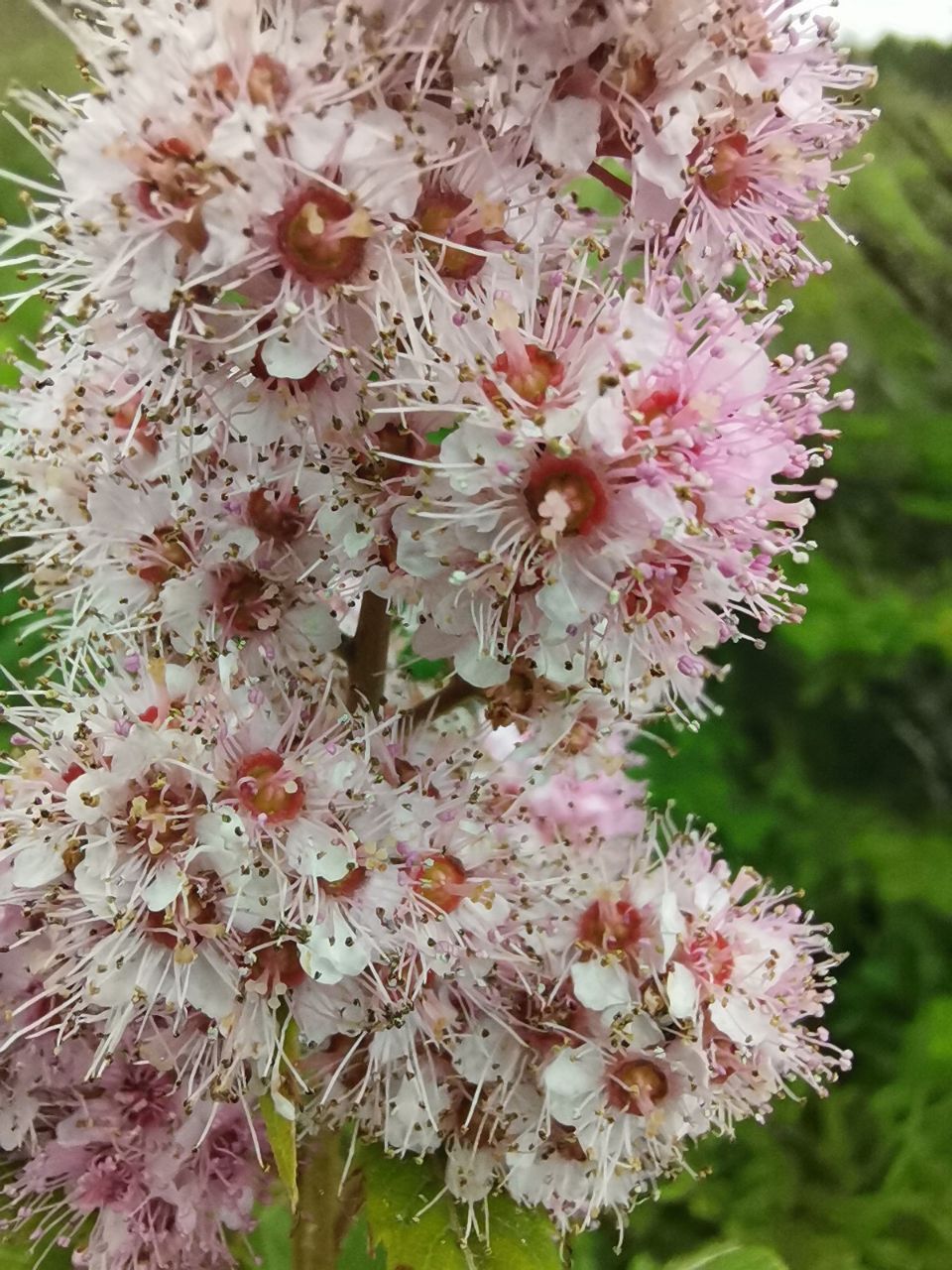 Image of Spiraea salicifolia specimen.