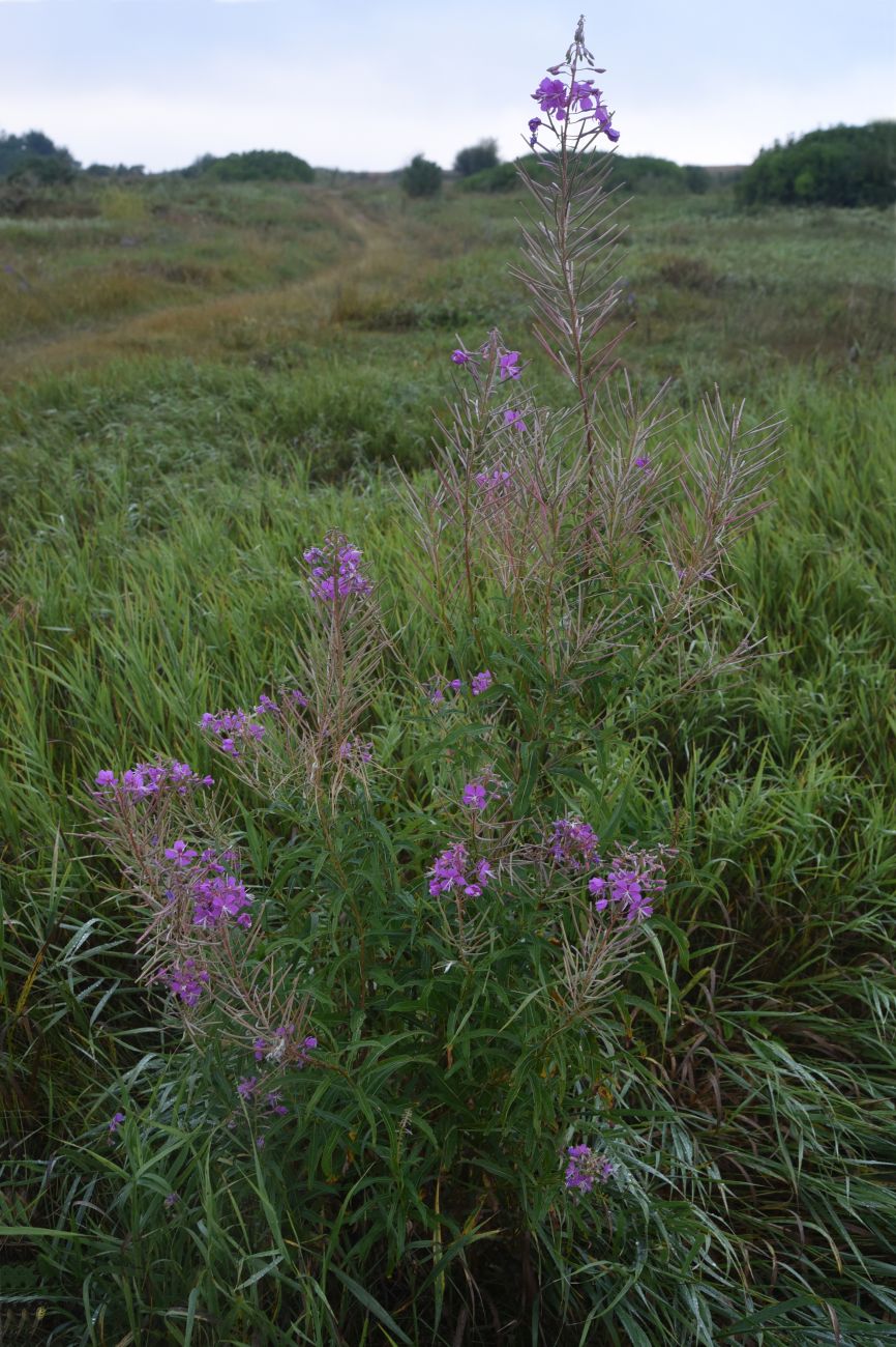 Image of Chamaenerion angustifolium specimen.