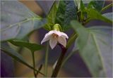 Capsicum annuum. Цветок. Московская обл., Раменский р-н, окр. дер. Хрипань, садовый участок. 12.07.2024.