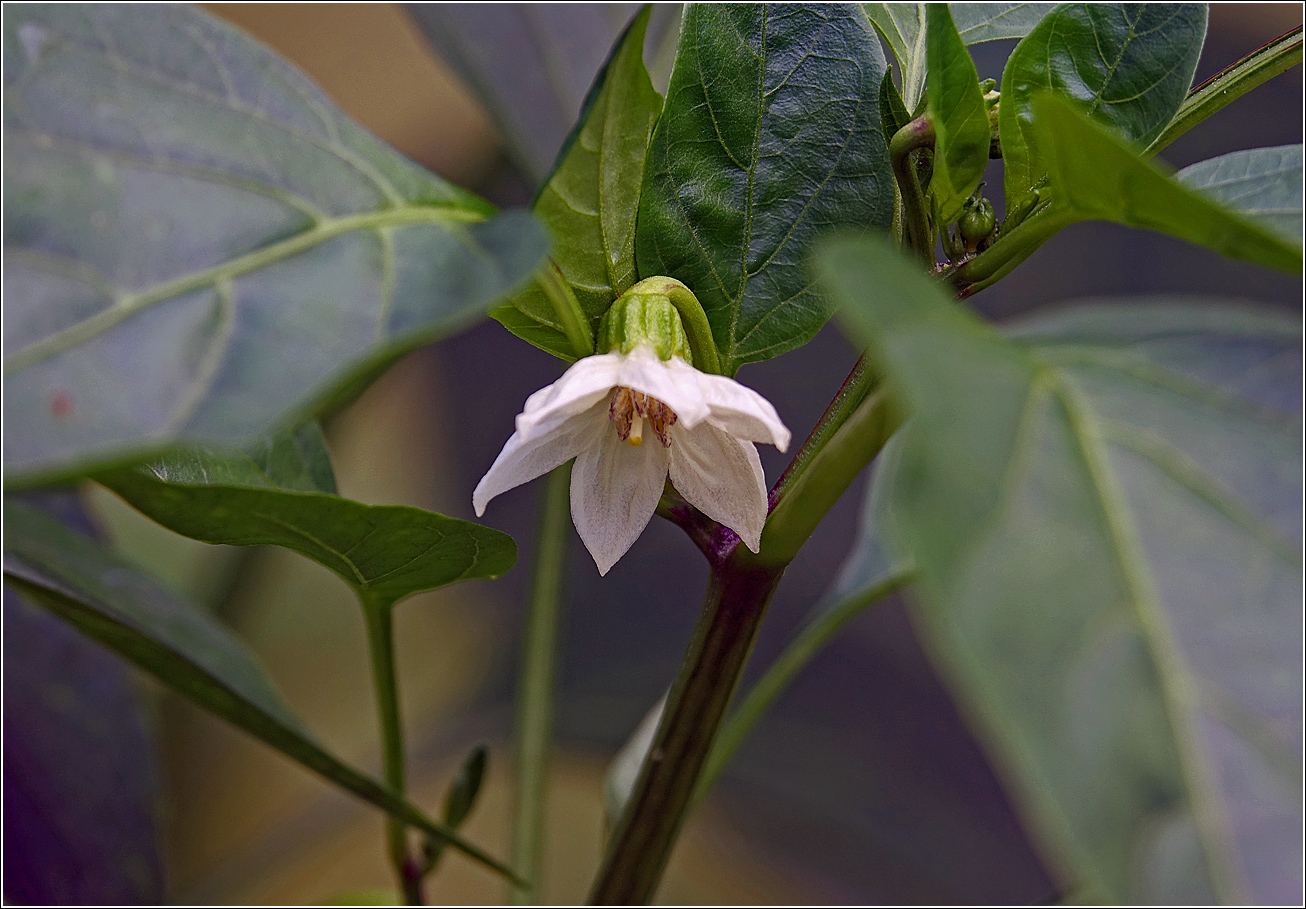 Изображение особи Capsicum annuum.