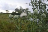 Cirsium polonicum. Верхушка цветущего растения (гипохромная форма). Липецкая обл., Данковский р-н, ур. Стрешнево, левый берег р. Дон, луг. 31 июля 2024 г.