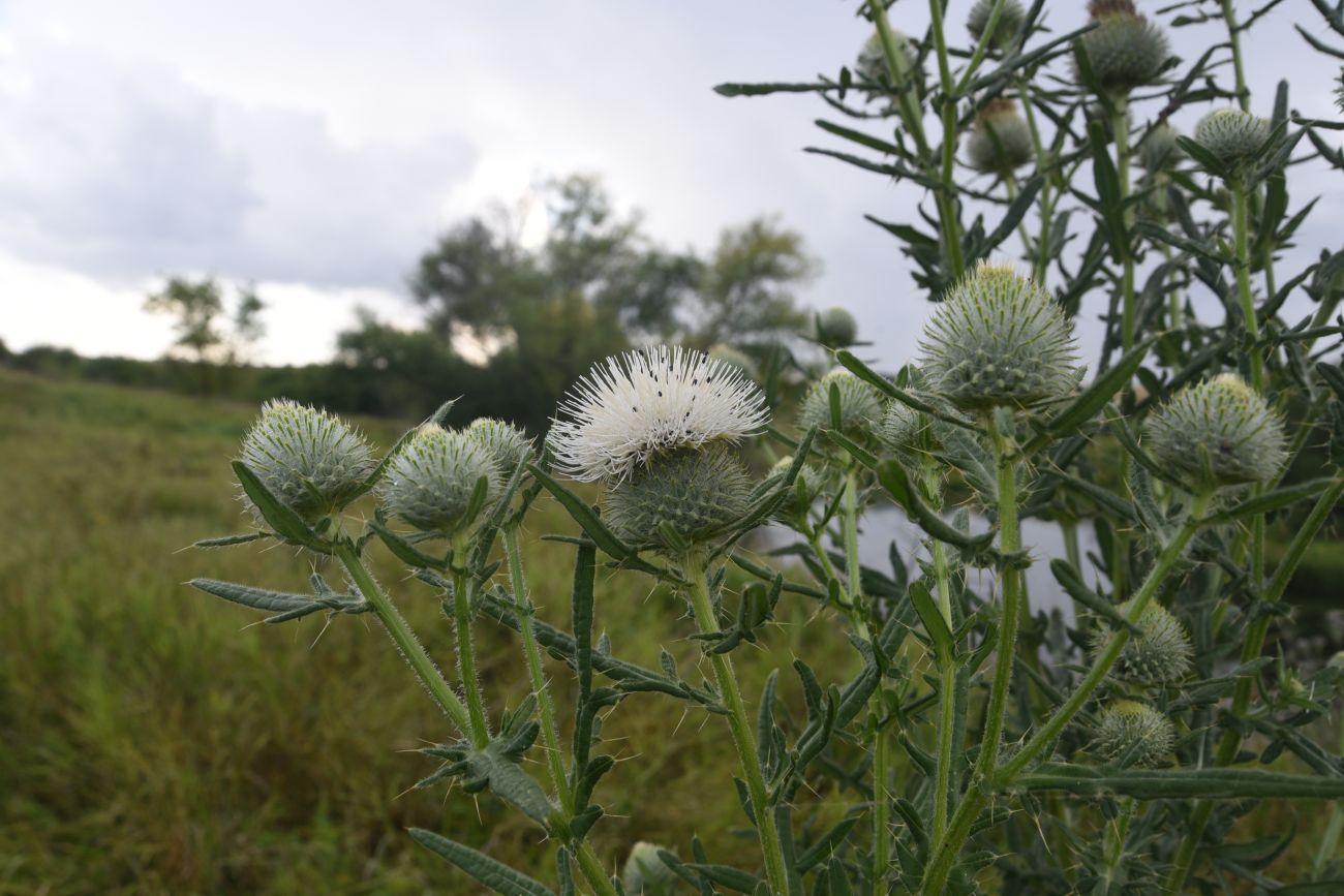 Image of Cirsium polonicum specimen.