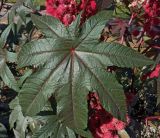 Photo Ricinus communis