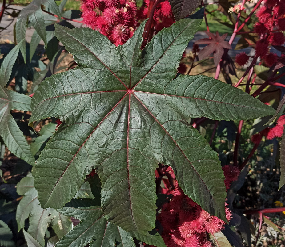 Image of Ricinus communis specimen.