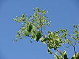 Syringa amurensis