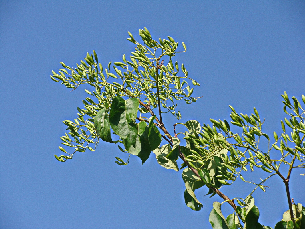 Изображение особи Syringa amurensis.