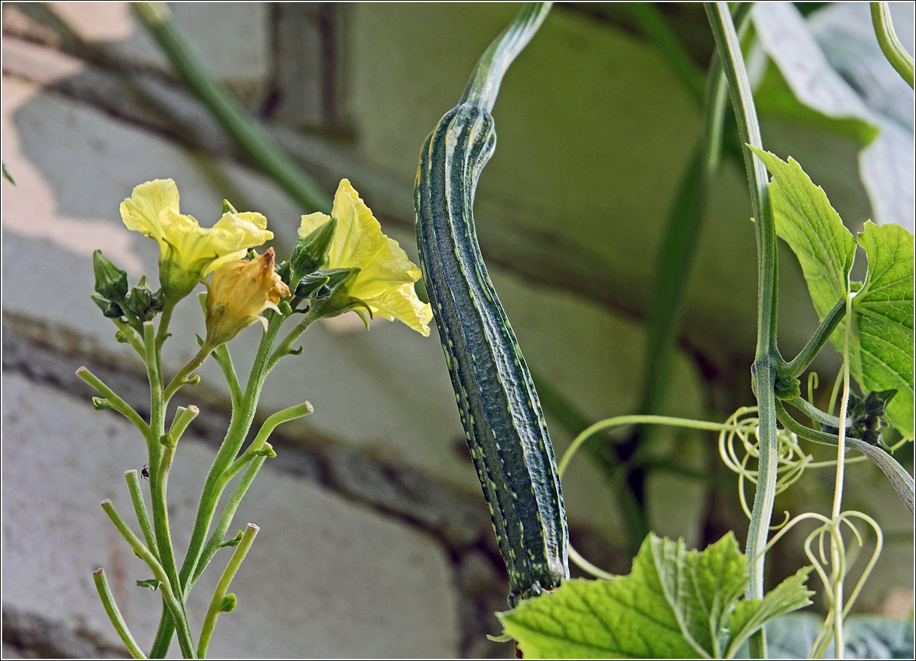 Изображение особи Luffa acutangula.