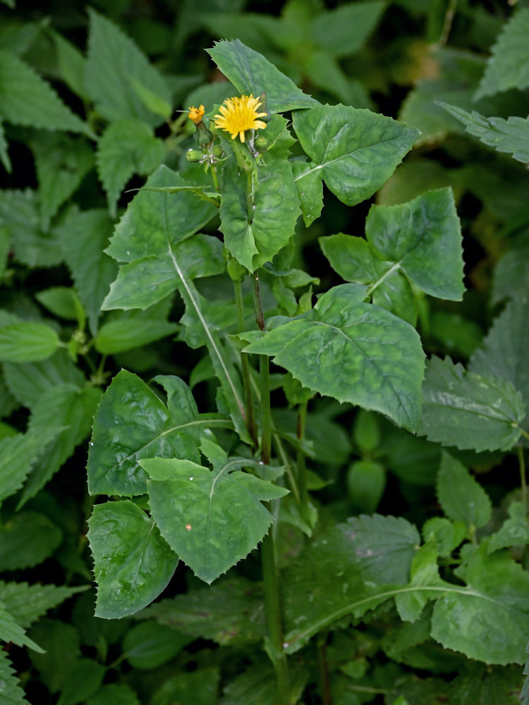 Изображение особи Sonchus oleraceus.