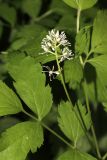 Actaea spicata. Соцветие. Томская обл., г. Томск, Сибирский ботанический сад Томского государственного университета, в культуре. 15.06.2024.