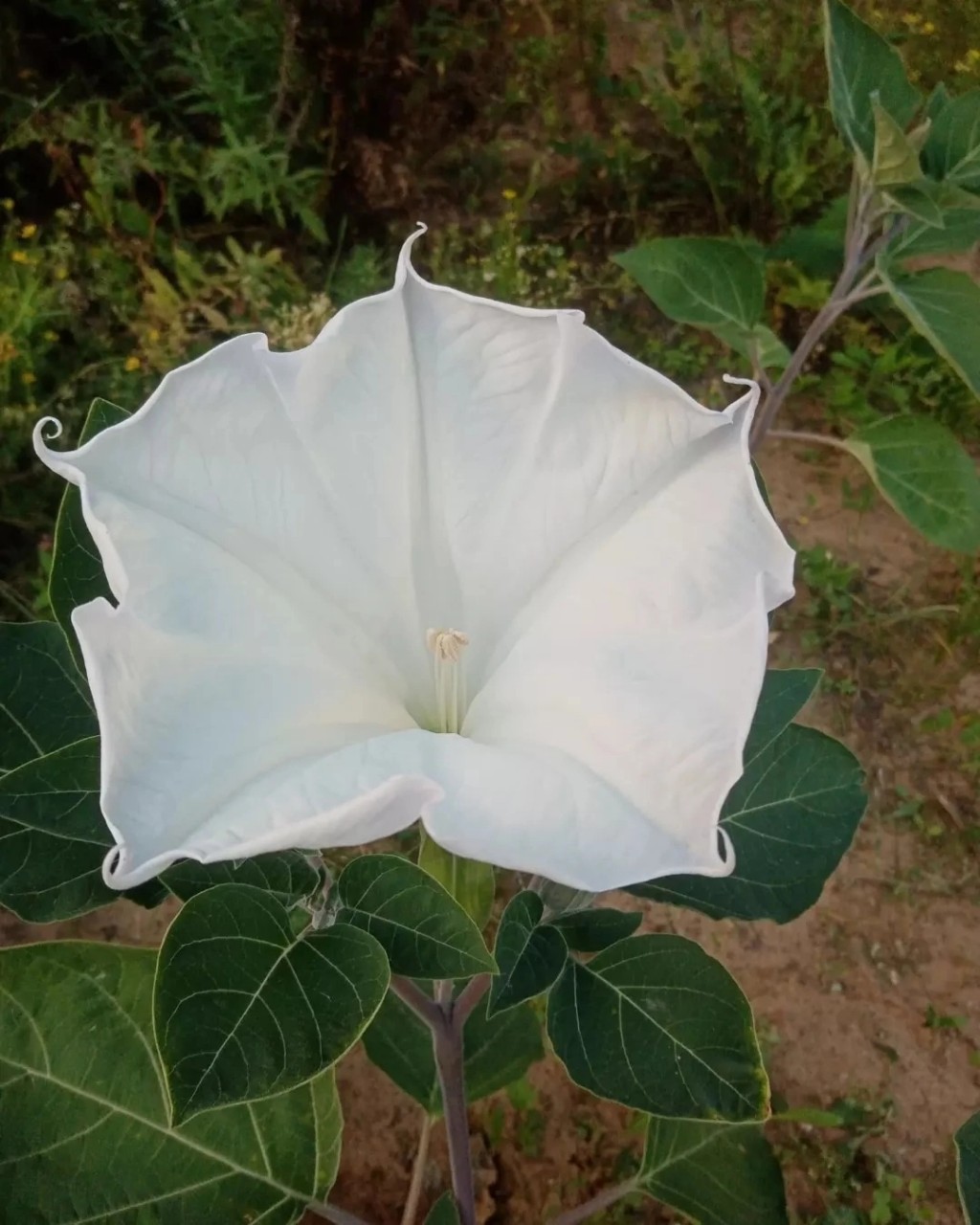 Изображение особи Datura wrightii.