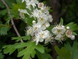 род Crataegus