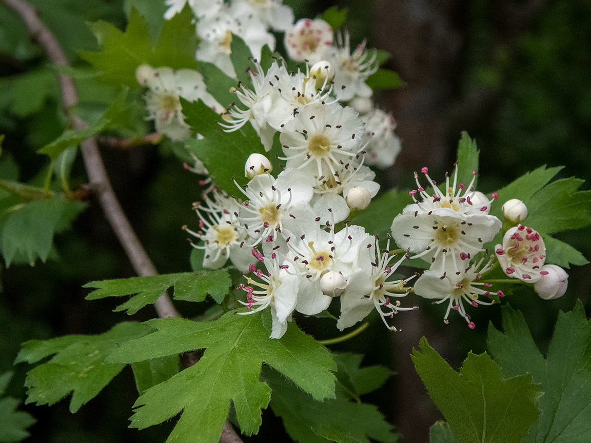 Изображение особи род Crataegus.